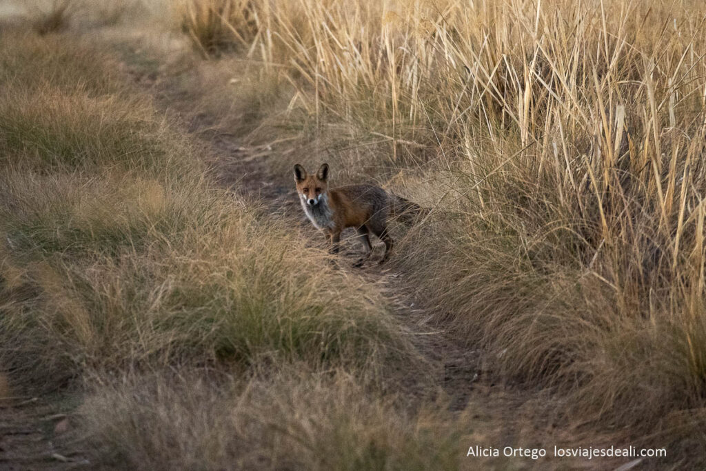 Berrea en Cabañeros: cuando los ciervos anuncian el otoño 59 zorro en el camino