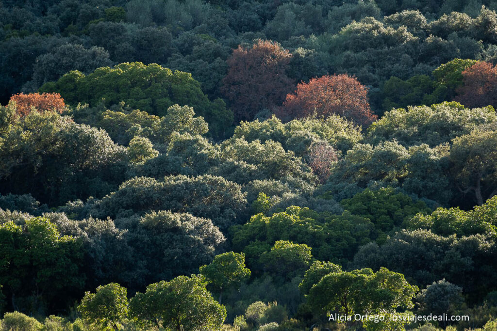 Berrea en Cabañeros: cuando los ciervos anuncian el otoño 63 bosque con varios colores en cabañeros