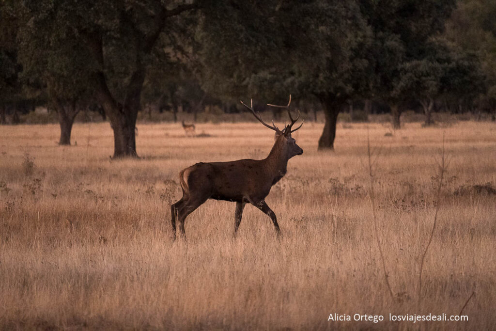 Berrea en Cabañeros: cuando los ciervos anuncian el otoño 54 ciervo macho al anochecer
