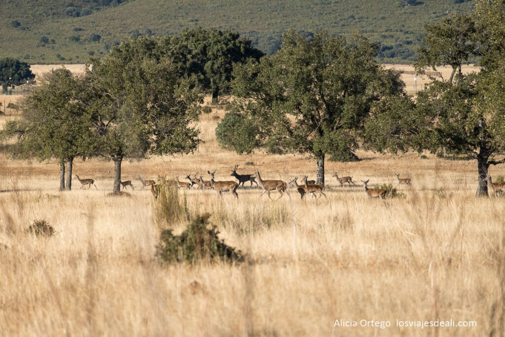 Berrea en Cabañeros: cuando los ciervos anuncian el otoño 51 berrea en cabañeros manada de ciervos